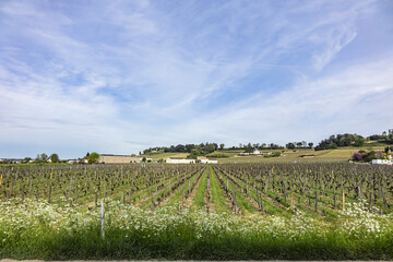 Fototapeta premium Famous Vineyard of Saint-Emilion. This vineyard make up the first vineyards in the world to award the title of 'Cultural Landscape' by UNESCO. Saint-Emilion, Gironde, Aquitaine, France, Europe.