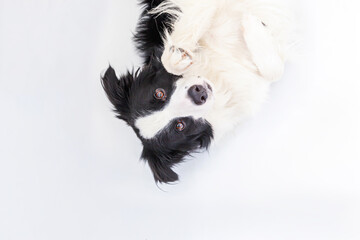 Funny studio portrait of cute smiling puppy dog border collie isolated on white background. New lovely member of family little dog gazing and waiting for reward. Funny pets animals life concept.