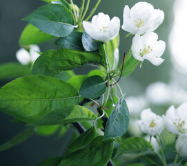 Obraz premium Flowers of apple