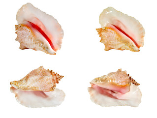 Set of Sea shell isolated on a white background. Beautiful seashell