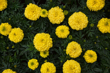 Group of Bright Yellow Marigold Flowers