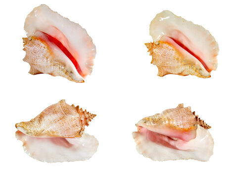 Set of Sea shell isolated on a white background. Beautiful seashell