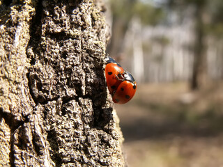 Two ladybugs breed multiply on a tree bark. Two red bugs
