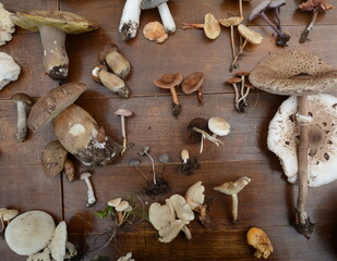 Different kind of mushrooms on a wooden table.