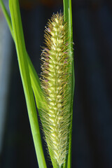 Setaria grows in the field.