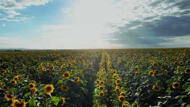 Flight over the sunflower field in sunset.4k Beautiful fields sunflowers sky background flight over sunny day