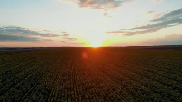Flight over the sunflower field in sunset.4k Beautiful fields sunflowers sky background flight over sunny day