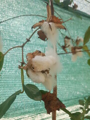 Cotton plant