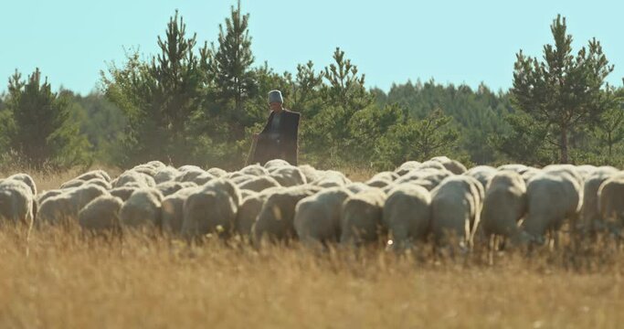 Mountain shepherd in a cloak goes around a flock of sheep, a pasture of livestock. Sheep graze on a mountain plain. 4k, 10bit, ProRes