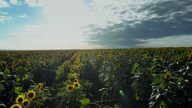 Flight over the sunflower field in sunset.4k Beautiful fields sunflowers sky background flight over sunny day