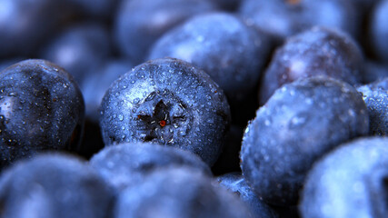 Macro shot of wet fresh blueberries.