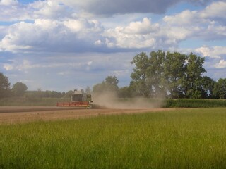 Fototapeta premium combine harvester working on a field