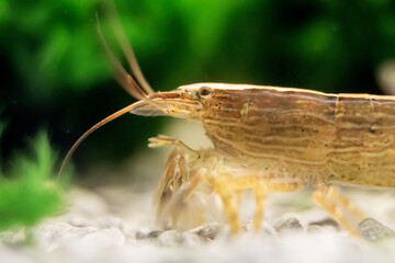 Macro shot of Freshwater Bamboo Shrimp. Atyopsis moluccensis.