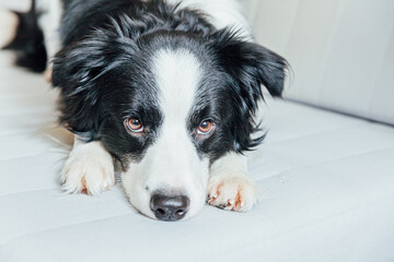 Funny portrait of cute smiling puppy dog border collie on couch indoors. New lovely member of family little dog at home gazing and waiting. Pet care and animals concept.
