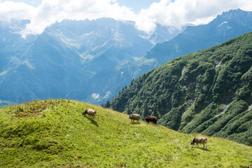 Some cows in Braunwald / Switzerland in front of the alps in Glarus