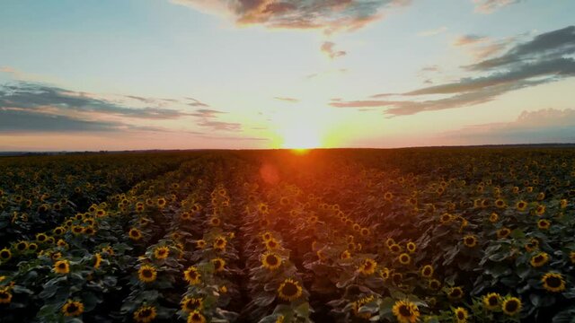 Flight over the sunflower field in sunset.4k Beautiful fields sunflowers sky background flight over sunny day