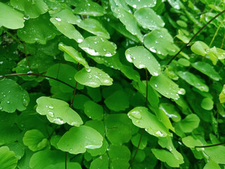 Fresh water droplet on leaves 