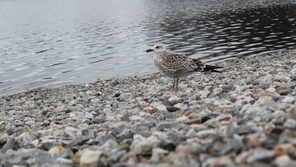 
seagull on the shore by the water