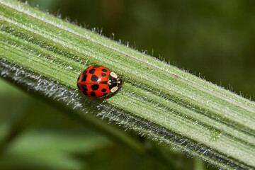 The ladybug saves the garden from pests, eats aphids.