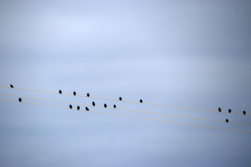 Birds standing on a wire in the countryside