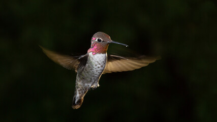 Fototapeta na wymiar Male Anna's hummingbird in flight on a dark background with the sun back lighting his wings