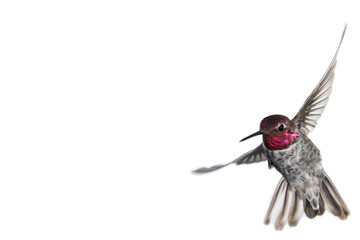 A male Anna's hummingbird in mid flight on a white background