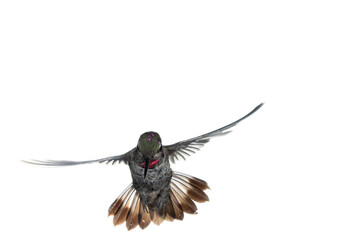 A male Anna's hummingbird in flight looking down with a white background