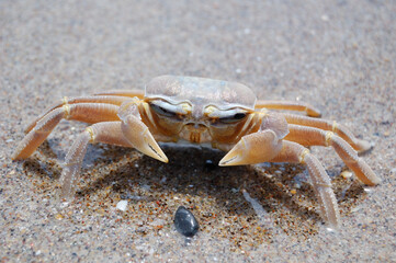 crab on the beach