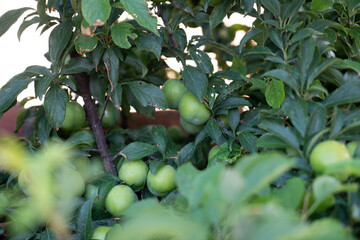 Green unripe plums on the plum tree