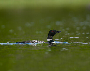 Common Loon  Swimming in Green Water