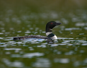 Common Loon  Swimming in Green Water