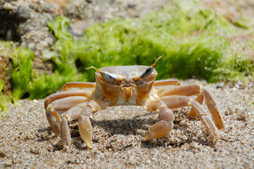 crab on the beach