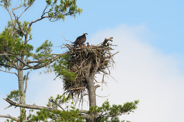 Osprey with Chick Sitting on the Nest on Blue Sky
