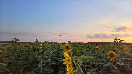 Paraglider over the sunflower field at sunset
