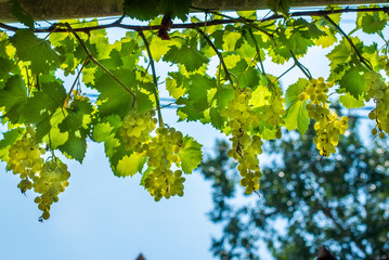 bunches of white grapes grow on the farm. ripe fruit in the vineyards of the winery. concept vitamins, harvest