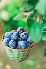 Large purple, blue sweet ripe plums in a beautiful wicker basket in the garden among green bushes and trees. Harvest ripe fruits. Natural, ecological, bio, healthy, hand-grown products for the family