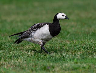 Barnacle Goose Foraging on Grass Field