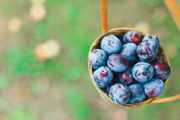 Large purple, blue sweet ripe plums in a beautiful wicker basket in the garden among green bushes and trees. Harvest ripe fruits. Natural, ecological, bio, healthy, hand-grown products for the family