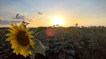 Paraglider over the sunflower field at sunset © Paulina