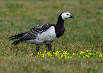 Barnacle Goose Foraging on Grass Field