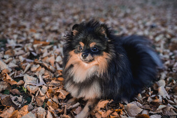 German Spitz in the grass