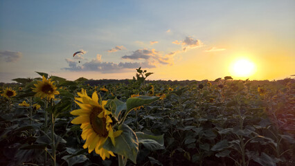 Paraglider over the sunflower field at sunset © Paulina