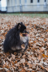 Obraz premium German Spitz in the grass