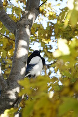 Elster in einem Baum 