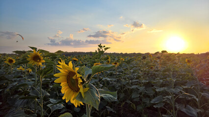 Paraglider over the sunflower field at sunset