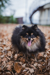 German Spitz in the grass