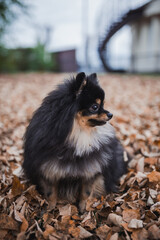 Obraz premium German Spitz in the grass