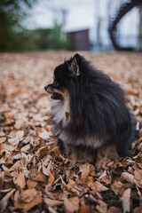 German Spitz in the grass