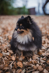 German Spitz in the grass