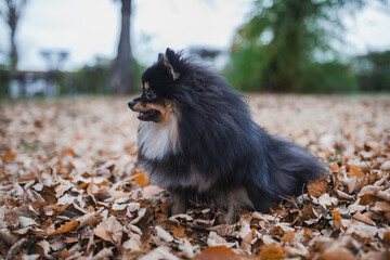 German Spitz in the grass